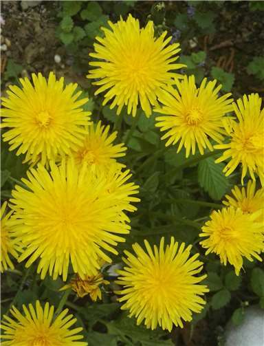 Kein Unkraut, sondern ein wertvoller Teil der Natur. Foto: privat