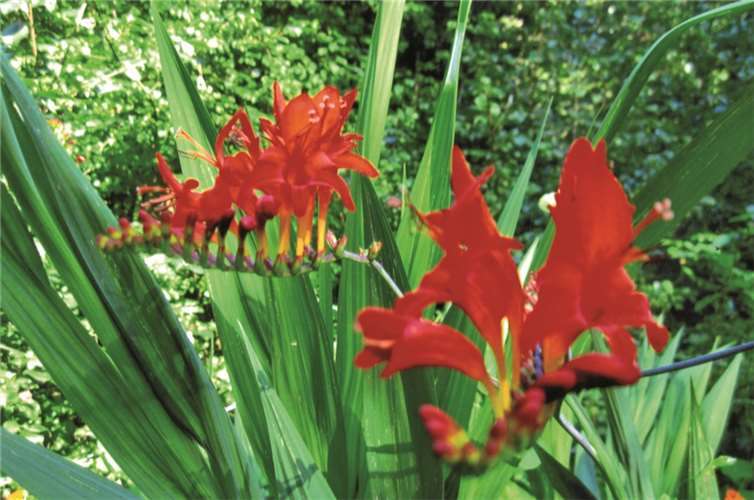 Keine leuchtet so schön wie die Montbretie.