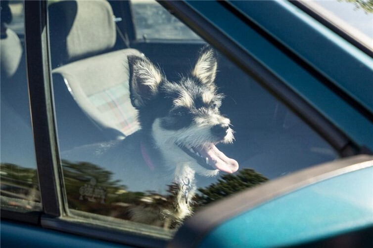 Keinesfalls sollte man Hunde oder andere Tiere bei Hitze im Auto zurücklassen. Schon nach kürzester Zeit kann ein lebensgefährlicher Kreislaufkollaps drohen.