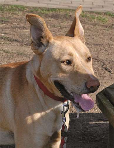 Keks liebt Kinder und ist mit Artgenossen gut verträglich. privat