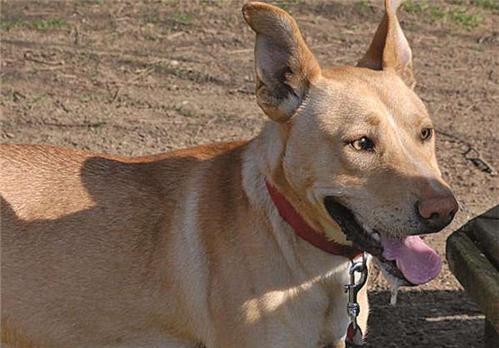 Keks verträgt sich gut mit Artgenossen. privat