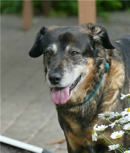 Kendy ist eine bescheidene, dankbare Hündin.Foto: TierschutzSiebengebirge, ElkeTrapp