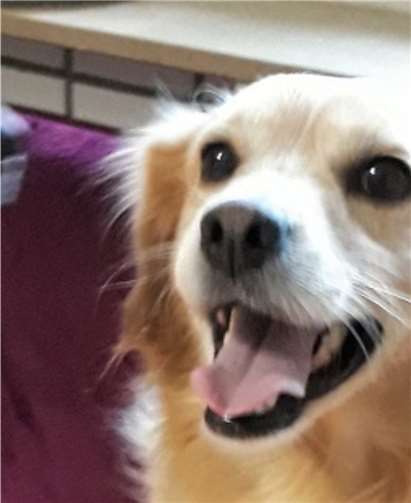 Kevin möchte gerne wieder ohne Schmerzen toben können.Tierheim und TierschutzvereinKreis Ahrweiler e.V.