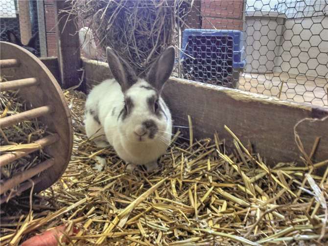 Kim Basinger ist ein Löwenkopf-Zwergkaninchen-Mix.  Privat