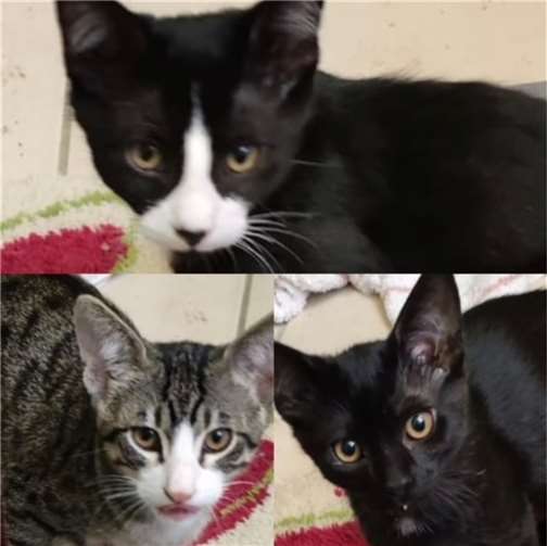 Kimba, Philipp und Peggy. Foto: privat