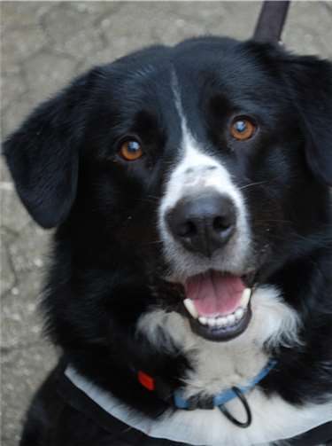 Kimba möchte viel mit seinen Menschen erleben und entdecken. Tierheim Mayen