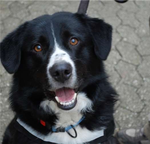 Kimba möchte viel mit seinen Menschen erleben und entdecken. Tierheim Mayen