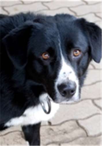 Kimba sucht nette Menschen. privat