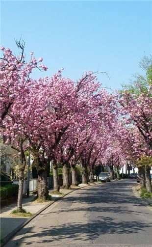 Kinzingstraße in voller Blüte, Foto: privat