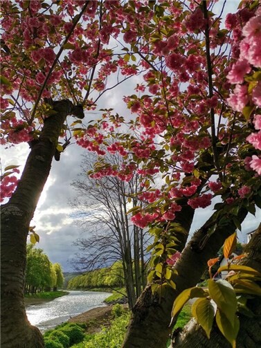 „Kirschblüte an der Ahr“ (Gewinnerfoto für den Monat Mai). Foto: Agnieszka Legutko, Bad Neuenahr