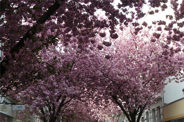 Kirschblüte in der Nordstadt