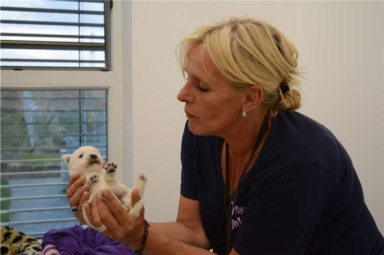 Das traurige Geheimnis von „Anneliese“ und ihren Babys Kirstin Höfer (Leiterin Tierheim Koblenz) mit einem der wenigen Wochen alten West Highland Terrier Welpen.