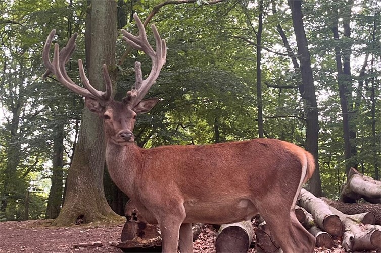 Kita im Wildpark.