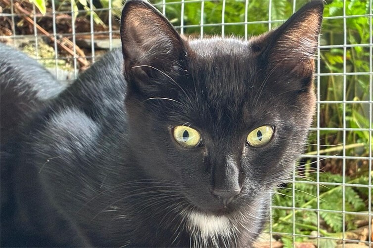 Kitten Amira