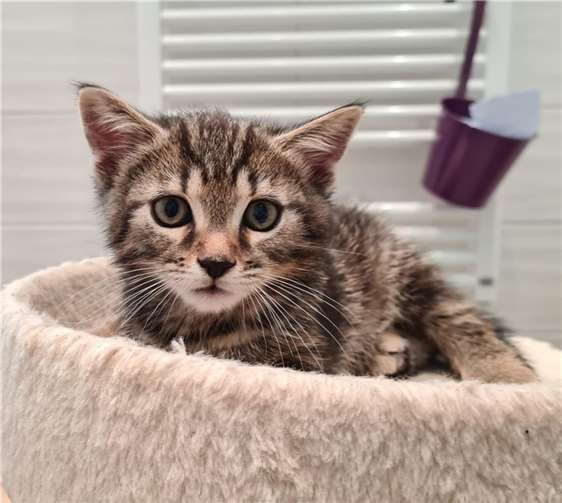 Kitten Murphy. Fotos: privat