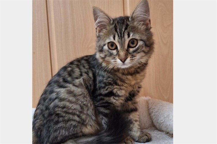 Kitten Tessa
