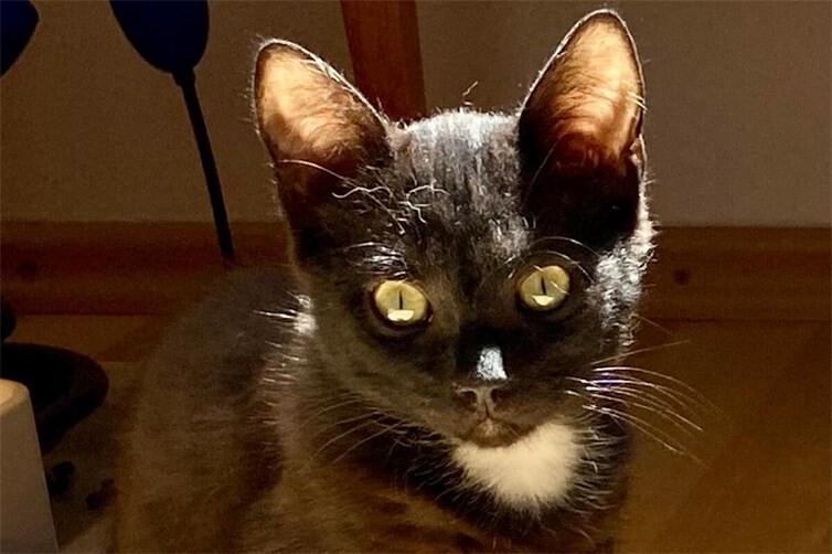 Kitten Valentina