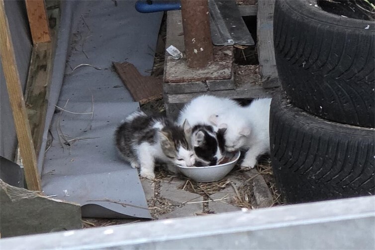 Kitten an Futterstelle