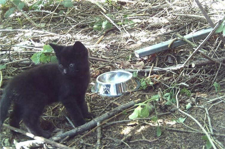 Kitten an Futterstelle im Wald,aufgenommen mit Wildtierkamera