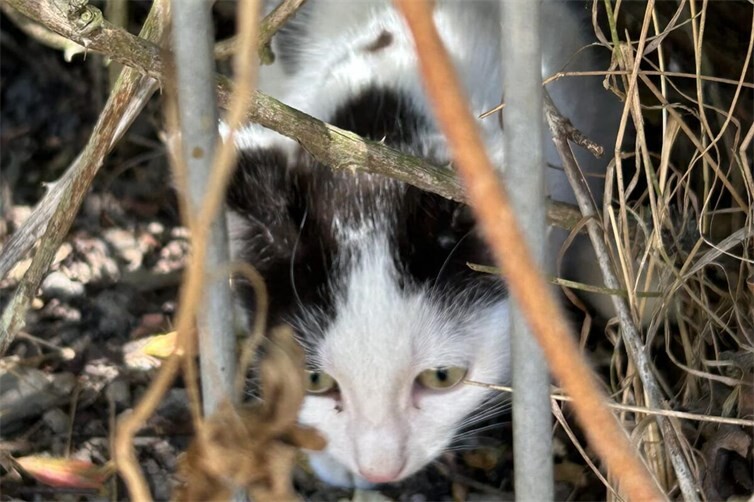 Kitten im Wald