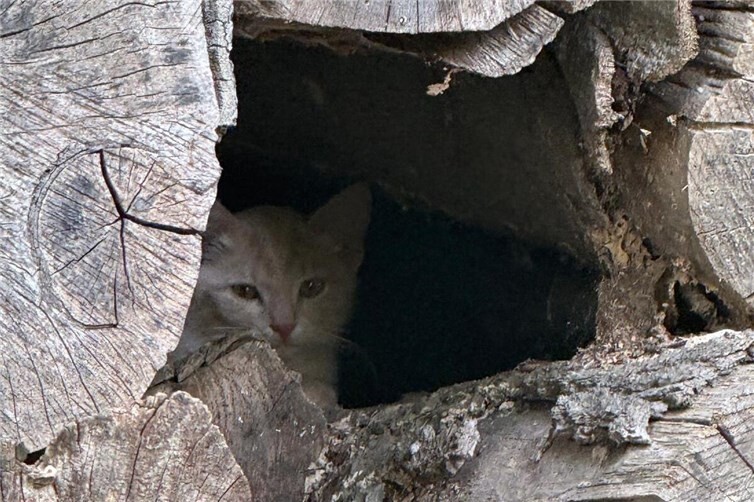 Kitten zwischen Baumstämmen,aufgenommen mit Wildtierkamera