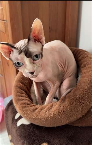 Kitty. Fotos: privat