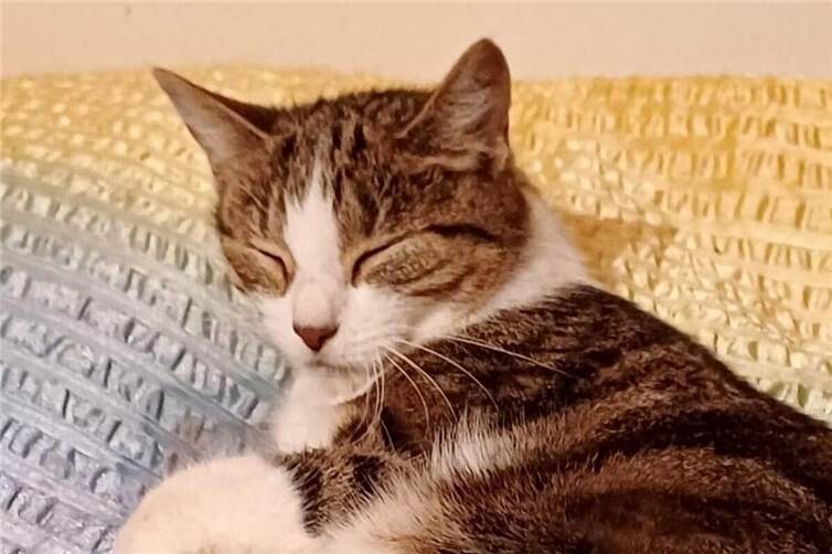 Kitty sucht liebevolle Dosenöffner