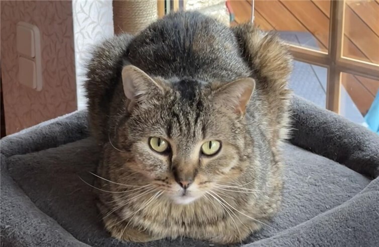 Kitty wurde von unbekannten Tätern erschossen. Foto: privat