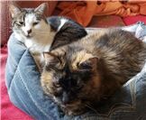 Kiwi (links) und Schildpatt-Katze Lany (rechts) (Freisheim). Beide sind 15 Jahre...