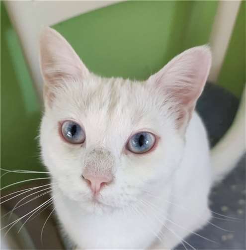 Klara ist ein Jahr alt und taub. Foto: privat