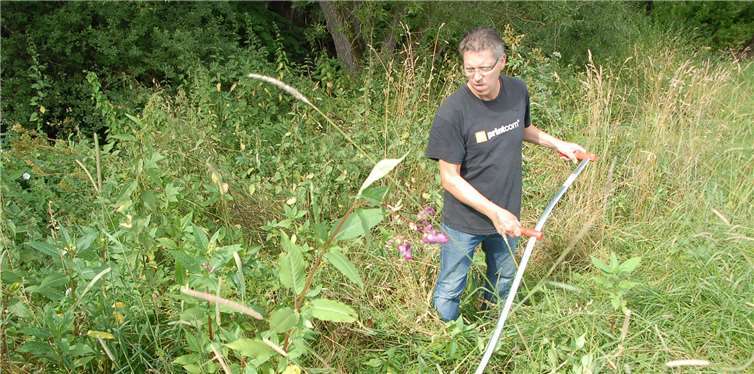 Jährliche Aktion gegen den Pflanzen- Eindringling war wieder ein großer Erfolg Klaus Müller, 2. Vorsitzender des Wienauer Fördervereins, bei der Arbeit im hohen Ufergras. Der Aufwand lohnt sich, ist er überzeugt, die Neophytenpflanze konnte schon erkennbar zurückgedrängt werden.