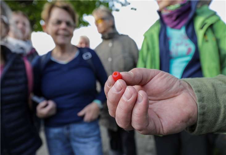 Klein, aber tödlich: die deutlich erkennbare Frucht der Eibe.