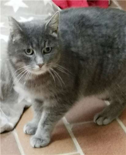 Kleine Kinder sollten in ihrem neuen Zuhause keine leben, die würden ihr Angst machen. Foto: Tierheim u. Tierschutzverein Kreis Ahrweiler e.V.