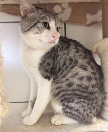 Kleine Kinder würden den ca. sechsjährigen Kater überfordern. Foto: Tierheim u. Tierschutzverein Kreis Ahrweiler e.V.