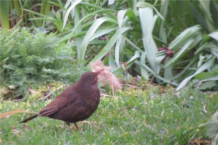 Kleine Säugetiere, Vögel und Insekten verlangen ein Umdenken.  Foto: Tierschutz Siebengebirge/Iris Bambach
