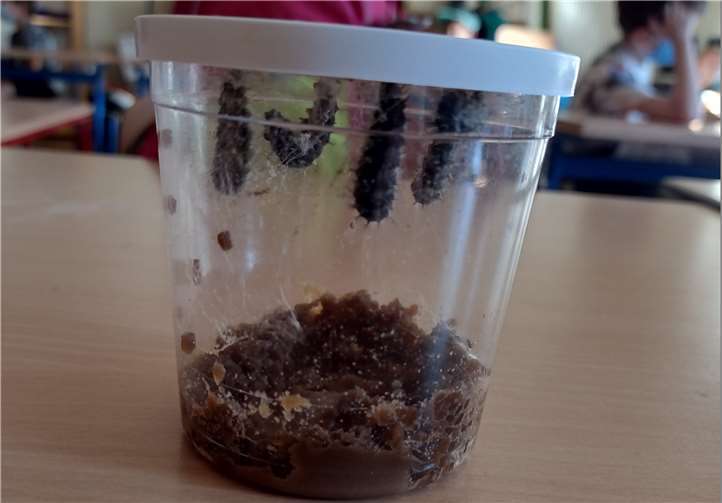 Kleine grüne Raupen bewohnten ein paar Tage den Klassenraum.