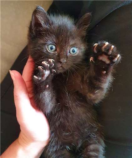 Kleine schmuste Kätzen warten auf ein neues zu Hause. Fotos: privat