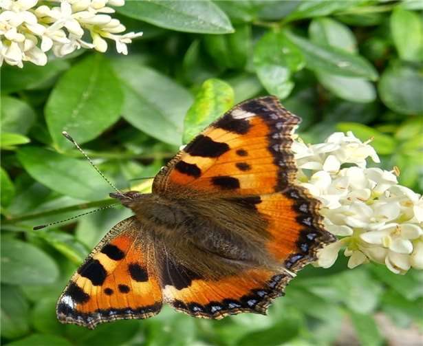Kleiner Fuchs, der dieses Jahr erfreulicherweise fast überall häufig zu sehen ist. Foto: P. Schneider