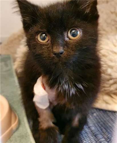 Kleiner Kater Figaro.