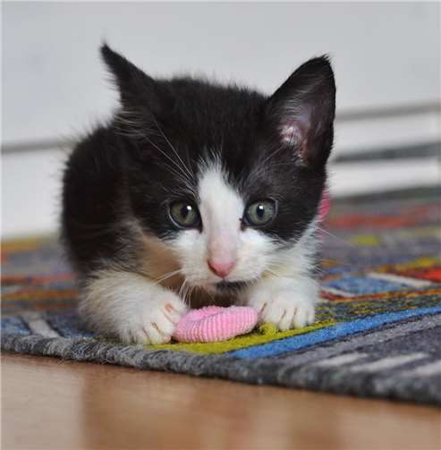 Kleines Kätzchen. Fotos: Tierschutz Siebengebirge, Antje Firmenich und Andrea Czapek)