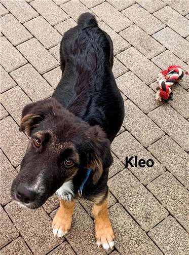 Kleo muss noch viel lernen.Fotos: privat