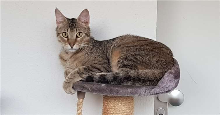 Knapp zwei Jahre ist Kater Carlos alt. privat