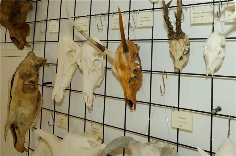 Knochenboden MONREPOS.  Foto: MONREPOS | LEIZA | Dorothea M. Schwab