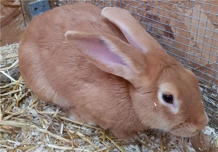 Knusper sucht ein zuhause mit einem artgerechten Gehege. Foto: Tierheim u. Tierschutzverein Kreis Ahrweiler e.V.