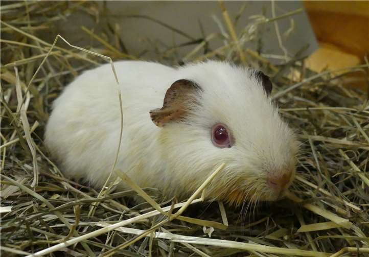 Knut möchte sich in eine Meerschweingruppe integrieren. Foto: privat