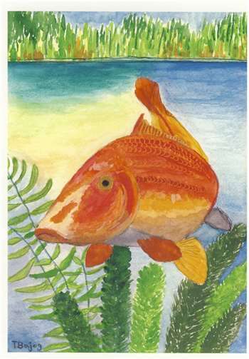 Koi Karpfen.  Foto: Thomas Bajog