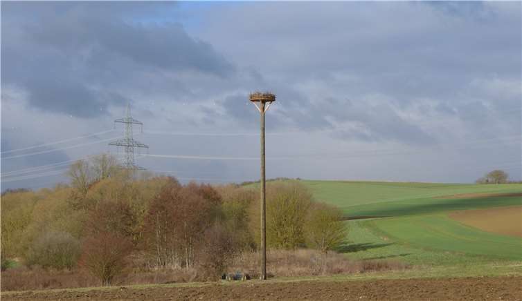 Kommen die Störche, kommen auch Storchenkinder und „Kinder“?Foto: Leo Klöckner