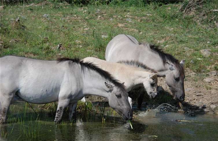 Koniks, eine robuste Pferderasse aus Mitteleuropa.Heinz Strunk