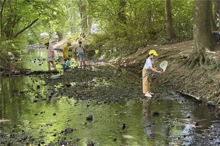 Konzentriert gingen die kleinen Forscherinnen und Forscher auf Entdeckungstour in der Swist. Mit viel Geduld spürten sie Bachbewohner auf und beobachteten die Vielfalt des Lebens im Wasser.