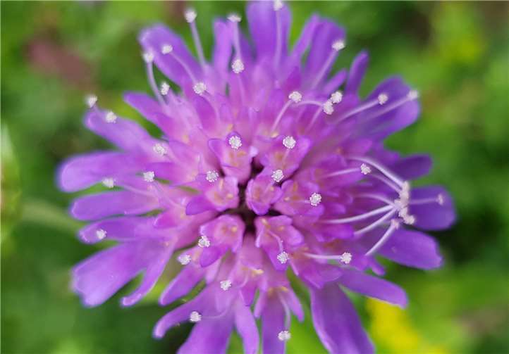 Korbblütenstand der Skabiose.